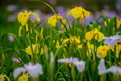 Close-up of yellow flowering plants on field