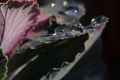 Close-up of wet purple flower