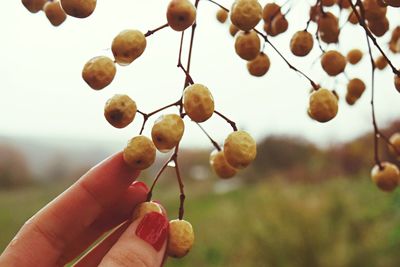 Cropped hand of woman touching fruits in rainy season