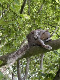 Low angle view of lizard on tree