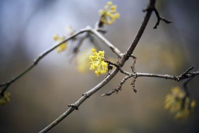 Close-up of flower growing on branch