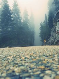 Road passing through forest