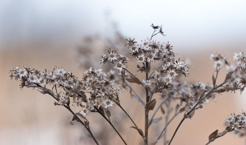 Close-up of white flowering plants