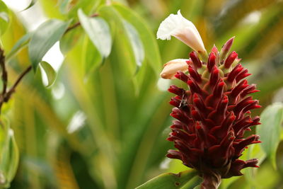 Close-up of red flower blooming outdoors