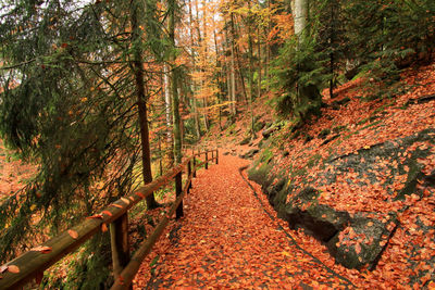 Footpath amidst trees in forest during autumn