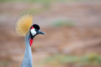 Colorful bird in the savannah of kenya