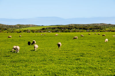 Flock of sheep on grassy field