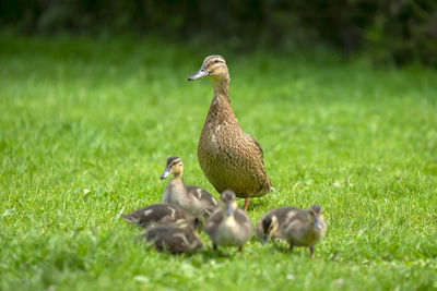 Ducks on grassy field