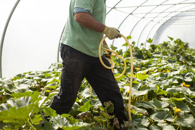 Man working in greenhouse