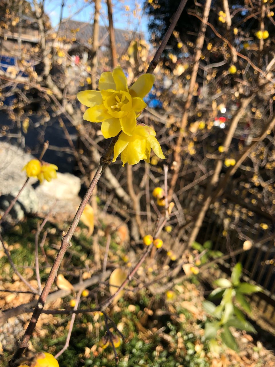 flower, fragility, petal, nature, beauty in nature, yellow, growth, no people, flower head, plant, stem, botany, day, freshness, blossom, close-up, outdoors, field, focus on foreground, blooming