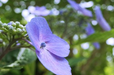 Close-up of purple flowers