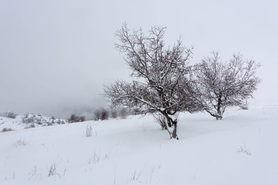 Bare tree covered in snow, winter landscape field in tannourine cedar reserve, lebanon