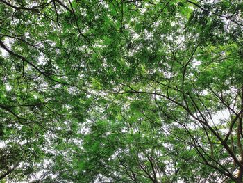 Low angle view of trees in forest