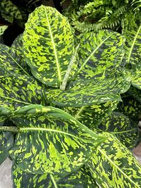 Close-up of fresh green plants