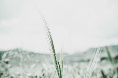 Close-up of plant growing on field