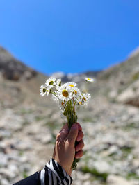 Cropped hand of woman holding flower against clear blue sky