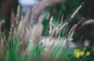 Close-up of stalks on field against blurred background