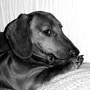 Close-up of dog relaxing on bed