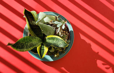 Directly above shot of potted plant on table