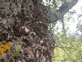 Low angle view of tree trunk in forest