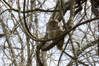 Low angle view of owl perching on bare tree branch