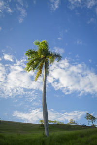 Coconut palm tree on field against sky