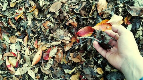 High angle view of hand holding dry leaves