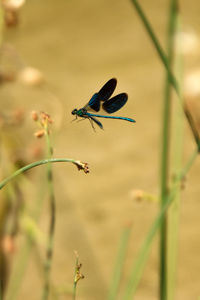 Close-up of butterfly on flower