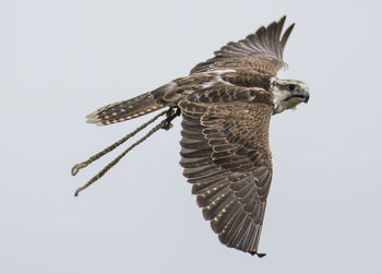 Close-up of eagle flying against clear sky