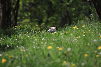 View of a dog on grassy field