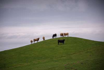 Cows on a hilltop