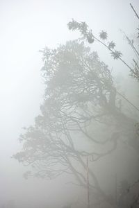 Low angle view of tree against sky during winter