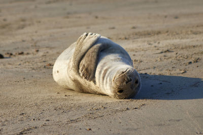 Seal lies on the sand near the sea