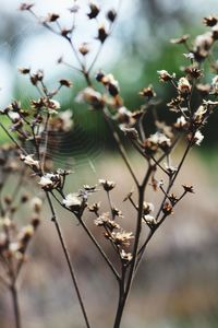 Close-up of flowering plant