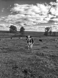 Sheep grazing on grassy field