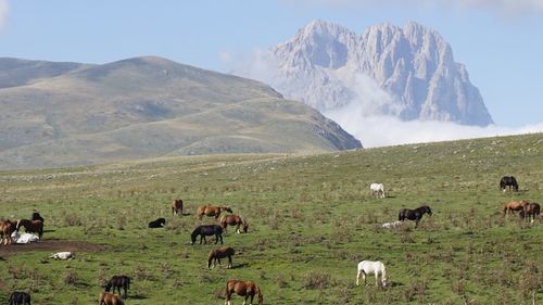 Horses grazing on field in gran sasso region