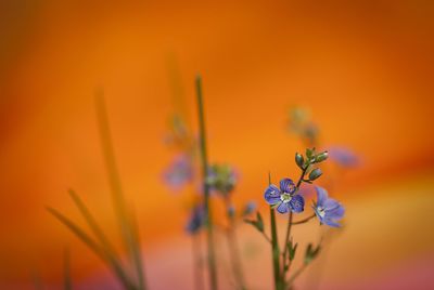 Close-up of purple flowers blooming outdoors