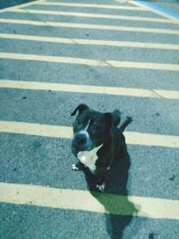 High angle view of dog on street