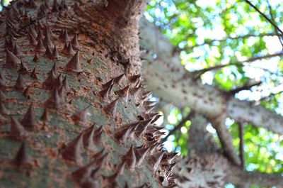 Low angle view of lichen on tree trunk in forest