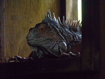 Close-up of lizard on wood