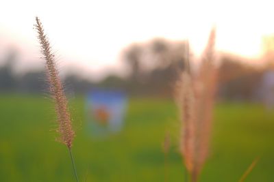 Close-up of fresh plants on field against sky