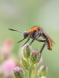 Close-up of insect on flower