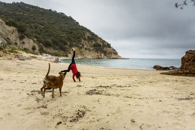 View of a dog on beach