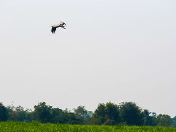 Low angle view of bird flying in sky