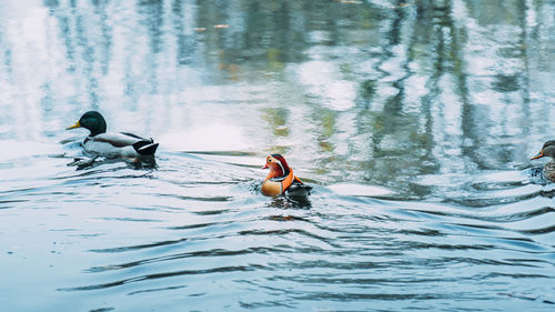 View of ducks swimming in lake