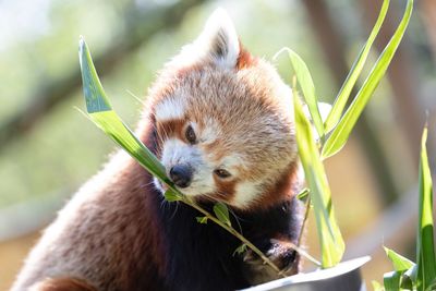 Close-up of rabbit eating plant