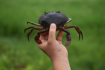 Close-up of hand holding crab