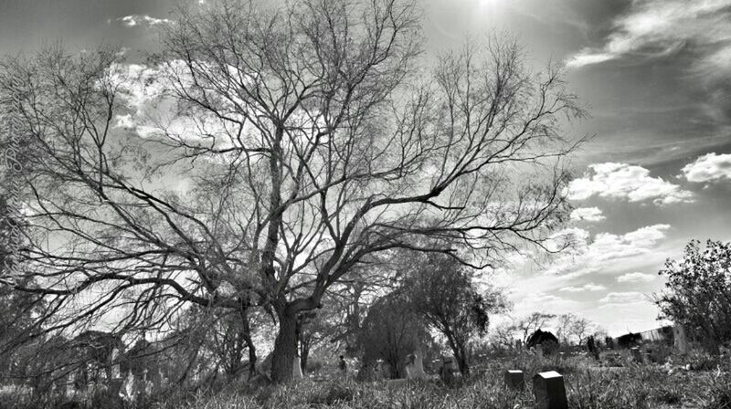 tree, sky, bare tree, tranquility, low angle view, cloud - sky, tranquil scene, nature, branch, tree trunk, beauty in nature, field, sunlight, scenics, growth, cloud, landscape, silhouette, non-urban scene, outdoors