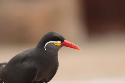 Close-up of a bird