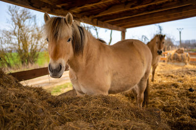 Horse standing on field